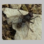 Helina evecta - Fliege m01.jpg